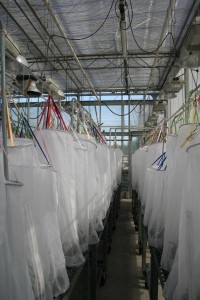 In the greenhouse of the Netherlands Institute of Ecology plants and plant-feeding insects are put together to assess their ability to store 'voicemail messages' in the soil. (Photo: Olga Kostenko/NIOO-KNAW)