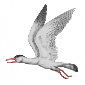 Drawing of the Ichthyornis dispar, a bird from the Late Cretaceous of North America (Artwork: ArthurWeasley via Wikimedia Commons)