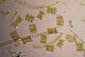 One of the most common kinds of phytoplankton, as seen through a microscope. These tiny oceanic plants were in a sample of water collected about 5 feet below the ice during the 2011 ICESCAPE campaign. (Photo: William M. Balch/Bigelow Laboratory for Ocean Sciences) 