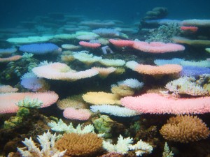 Coral in distress... A rare moment during the process of coral bleaching. (Photo: Ryan Goehrung/Marine Photobank)
