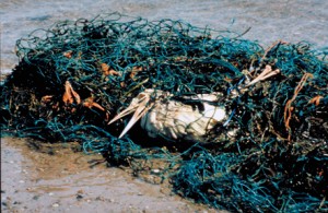 A sea bird dies after getting trapped in marine debris such as these old fishing nets (Photo: Ocean Conservancy)