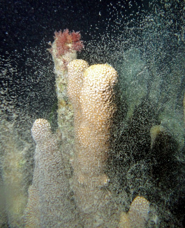 Female pillar coral releases eggs in the Florida Keys National Marine Sanctuary. Researchers say it was the first time anyone has observed female pillar coral spawning. (Photo; AP Photo/Florida Fish and Wildlife Commission, Karen Neely)