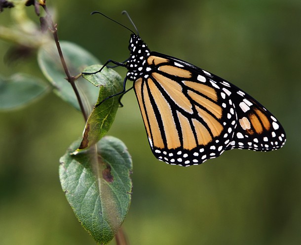 Millions of monarch butterflies are expected to migrate south in less than a month in their seasonal trip from Canada to Mexico. Ecologists in Kansas and Missouri say extreme temperatures in the Midwest could hurt their southern migration. (Photo: AP Photo/Toby Talbot)