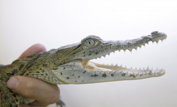 Juvenile crocodile captured in Homestead, Fla. Since the croc monitoring program began at the plant in 1978, some 5,000 hatchlings have been captured and marked. (AP Photo/Wilfredo Lee)
