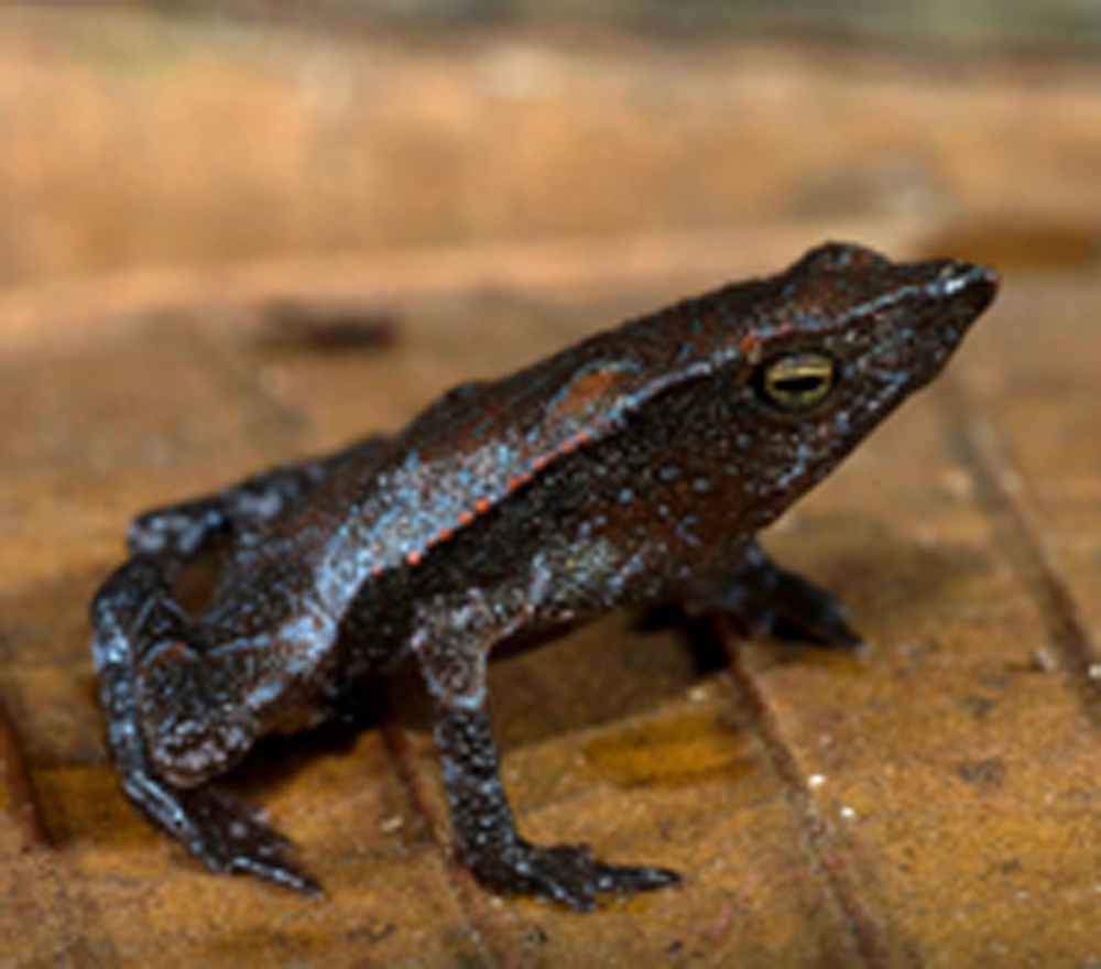 A new amphibian species, the "Mr. Burns Beaked Toad", a new amphibian species  Credit: USFWS