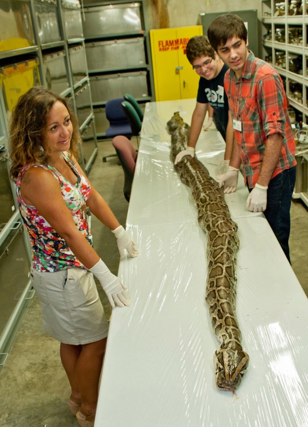 That's sure one big snake! Researchers at the Florida Museum of Natural History on the University of Florida campus prepare to examine the anatomy of a 17-foot-7-inch Burmese python, the largest found in Florida so far. The more than 75 kg snake carried a state record 87 eggs in its oviducts. (Photo: Unniversity of Florida photo by Kristen Grace/Florida Museum of Natural History)