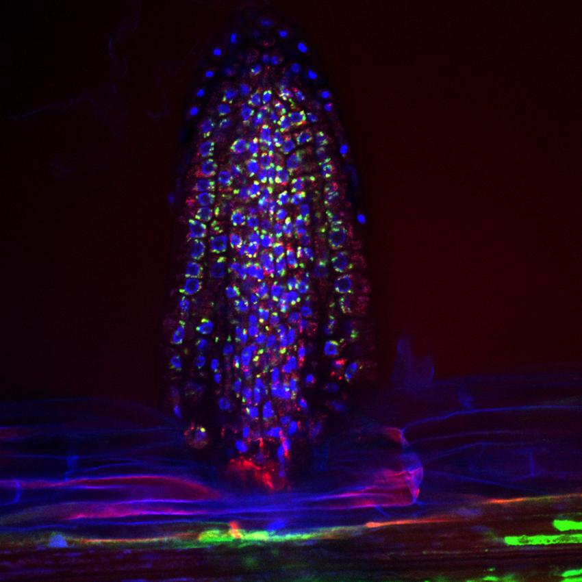 A fluorescent micrograph capturing the presence of bacteria (shown in green) on the surface of an emerging lateral root of the Arabidopsis, a small flowering plant related to cabbage and mustard (Photo: Sarah Lebeis/University of North Carolina)