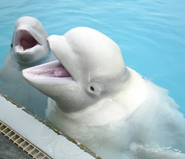Beluga whales at Marine Land in Canada pose for the camera.  Marine mammals, such as these whales, are protected within the United States by the Marine Mammal Protection Act (MMPA) of 1972.  Before they can be brought into the US or put on public display permits, issued by the NOAA (National Oceanic and Atmospheric Administration) Fisheries service must first be obtained.  (Photo: Jennifer Skidmore/NOAA)