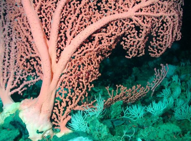 Paragorga arborea, also known as bubblegum coral, is an abundant coral species that can grow massive colonies, can reach up to 8 meters in height and can be hundreds of years old. (Photo: NOAA/MBARI)