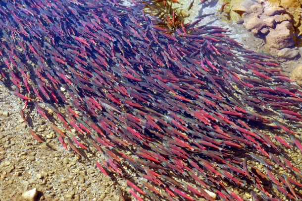 A school of Kokanee Salmon returns to the streams from which they were hatched. There they select a mate, spawn and die.  As the salmon make their annual fall migration both sexes turn from their usual silver/blue color to a brilliant red. (Photo: United States Forest Service)