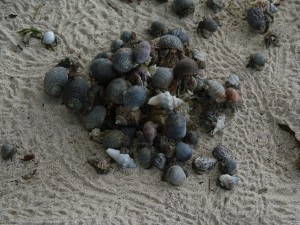 House hunting, hermit crab style. Whenever three or more of these crustaceans show gather, others are bound to join in. A free-for-all takes then place with all crabs intent on displacing someone else to get into a bigger shell. (Photo: Mark Laidre, UC Berkeley)