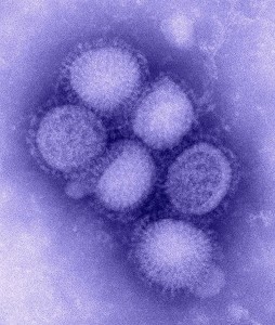 A microscopic image of the H1N1 ('swine flu') influenza virus - In 2009, the World Health Organization declared this new strain as a pandemic.