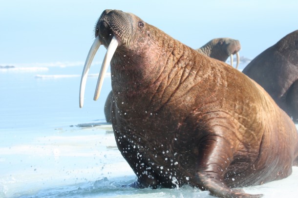 An adult female walrus sits on an ice floe and poses for photos just off the Eastern Chukchi Sea in Alaska.  (Photo: S.A. Sonsthagen/USGS)