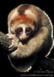 One of the newly identified species of slow loris, Nycticebus kayan. (Photo: Ch'ien C Lee)