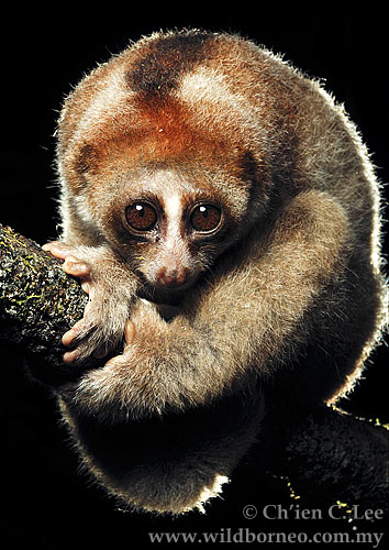 New Species of World’s Only Venomous Primate Found – Science World