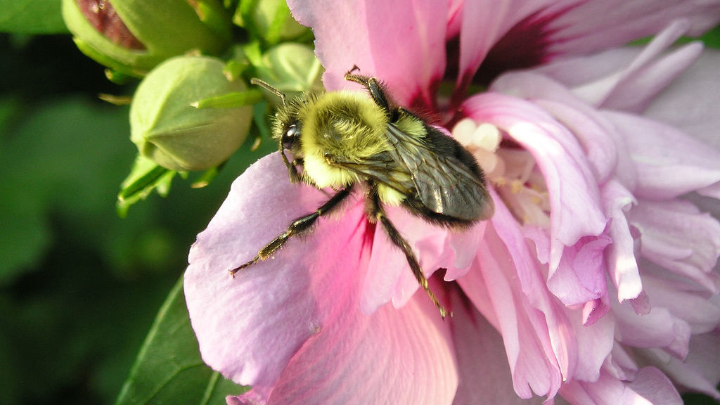 A bee gathers nectar from a flower (Photo: BitHead Via Creative Commons @ Flickr)