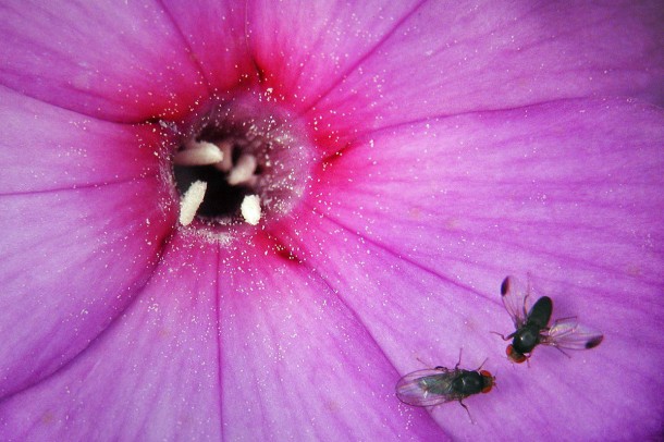 A wing-spotted Drosophila elegans - a male fruit fly - courts a female atop a flower. (Image:Nicolas Gompel & Benjamin Prud'homme)