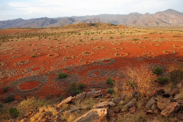 Fairy circles - circular patches of barren land - freckle the landscape in the NamibRand Nature Reserve, Namibia. Scientists are thinking they might be the work of sand termites - Psammotermes allocerus.  (Photo: Norbert Juergens)