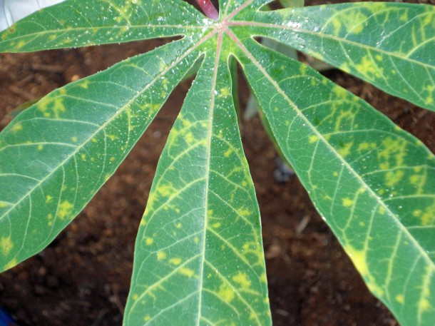 Cassava leaves infected with Cassava brown streak disease (CBSD) at the International Institute for Tropical Africa (IITA) where researchers are learning more about genomics to help breed more effective cassava (tapioca) plants to feed the hungry in their native Africa. (Photo: Teddy Amuge, IITA)