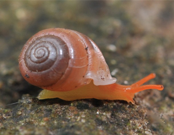 This image shows the beautiful bright orange-colored Perrottetia dermapyrrhosa, one of the three new species of the snail that were recently found in Thailand. (Somsak Panha)