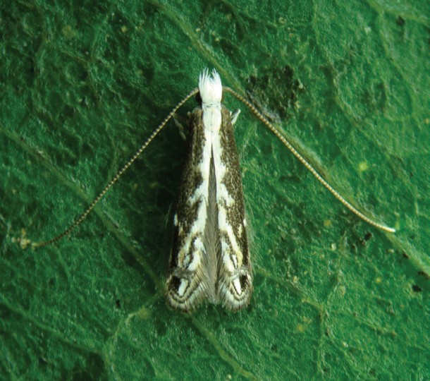 A new species of an insect called the leaf miner was recently discovered in the depths of the Brazilian jungle. (Gilson R.P. Moreira)