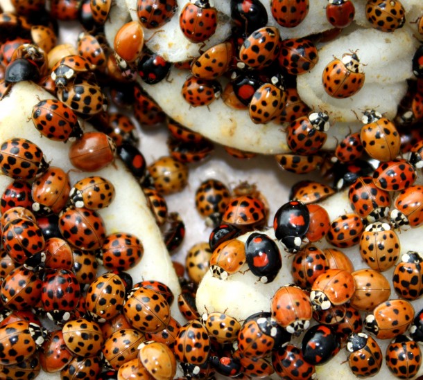 During spring and fall, mass occurrences of the Asian lady beetle can often be observed. (Andreas Vilcinskas, Justus Liebig University, Giessen, Germany)