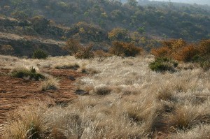 A field of grass-like sedge in Hamerkop Kloof, Magaliesberg, South Africa (Wikimedia Commons)