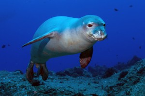 Monachus schauinslandi (Hawaiian Monk Seal) underwater at Five Fathom Pinnacle, Hawaii. (Kent Backman via Wikimedia Commons)