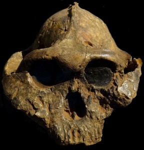 The skull of Paranthropus boisei photographed at the Nairobi National Museum (Bjørn Christian Tørrissen via Wikimedia Commons))
