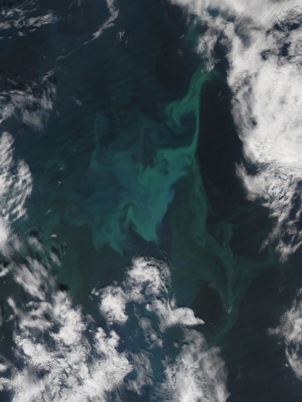 The Moderate Resolution Imaging Spectroradiometer (MODIS) flying aboard NASA’s Aqua satellite took this true-color image of a large phytoplankton bloom in the Norwegian Sea, off of Iceland. The range of colors from milky blue to green suggests that a range of different species make up this bloom. (NASA/Jeff Schmaltz)