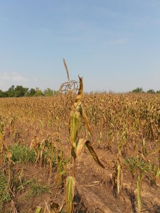 Drought's impact on a field of corn. (CraneStation/Creative Commons via Flickr)