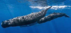 A pod of sperm whales (Gabriel Barathieu via Creative Commons/Flickr)