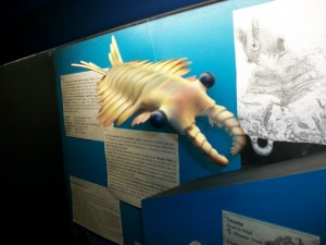 A number of odd looking lifeforms, like the Anomalocaris, pictured in this model, came out of the Cambrian explosion.  Model on display at the National Dinosaur Museum, Canberra, Australia. (Phonart via Wikimedia Commons)