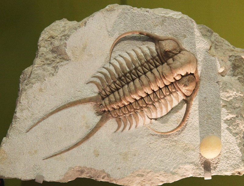 Study: Sudden Explosion of Cambrian Period Animal Life Caused by a 'Cascade  of Events' – Science World