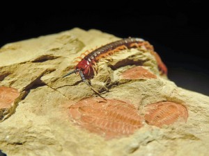 A living arthropod, centipede Cormocephalus crawls over a fossil of its 515-million-year-old relative, trilobite Estaingia which lived during the Cambrian explosion. (University of Adelaide)