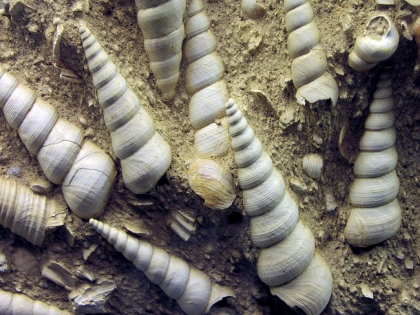 Fossils of prehistoric snails known as turritellid gastropods. Preserved in silicicalastic sand the snails are about 13 million years old and represent another class of marine organisms affected by the Earth's periodic mass extinction events. (Shanan Peters, University of Wisconsin-Madison)