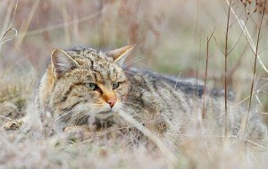 The Near Eastern Wildcat, native to Western Asia and Africa, is believed to be the primary ancestor of all domestic cats now living around the globe. (Wikipedia Commons)