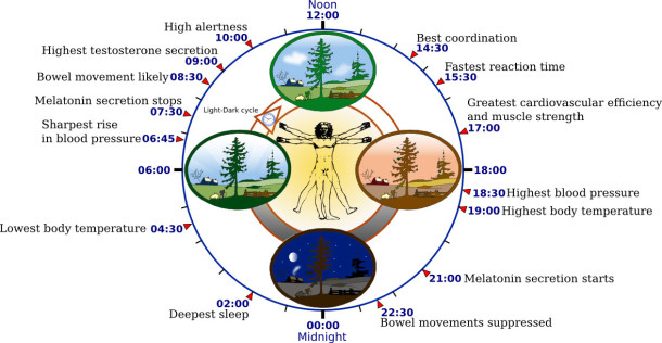 This diagram depicts the circadian patterns typical of someone who rises early in morning, eats lunch around noon, and sleeps at night (10 p.m.). (Yassine Mrabet via Wikimedia Commons)