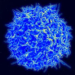 Scanning electron micrograph of a human T lymphocyte (also called a T cell) from the immune system of a healthy donor. (NIAID via Wikimedia Commons)