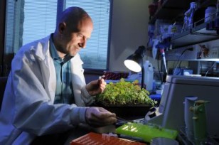 Scientist Boris Vinatzer at work in his lab ( Virginia Tech)