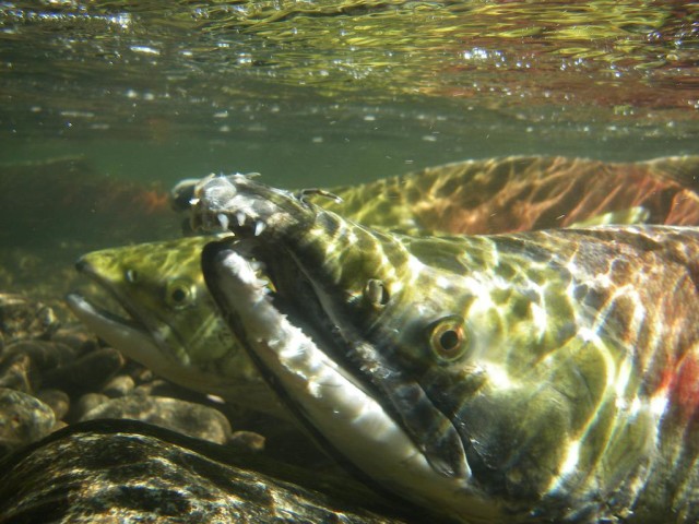 Oncorhynchus nerka otherwise known as the sockeye salmon (Current Biology, Putman et al.)