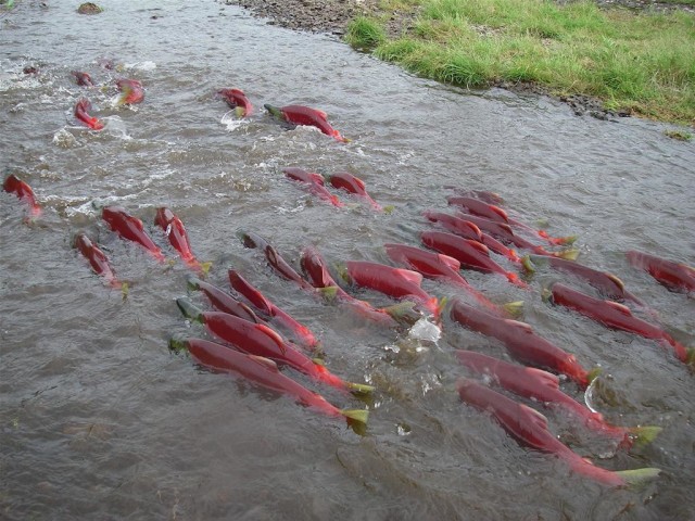 Sockeye salmon return to home waters to spawn after years at sea (Current Biology, Putman et al.)