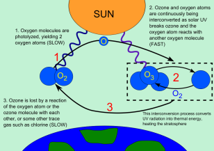The ozone cycle (Wikimedia Commons)