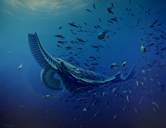 Artists' reconstruction of Tamisiocaris borealis, an ancient marine animal that lived 520 million years ago during the Early Cambrian period. Research led by the University of Bristol UK that studied fossils of this creature found that they used some rather odd facial appendages to filter their food from the ocean. (Rob Nicholls, Palaeocreations)