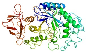 Artist rendering of the structure of AMY1A (EMW via Wikimedia Commons)