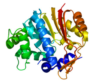 Structure of the NNMT protein (EMW via Wikimedia Commons)