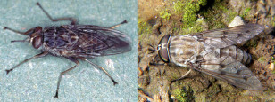 Zebras developed their stripes flies like the tsetse fly (left) and the horse fly (right) from biting them (Alan R. Walker (left) Dennis Ray (right) via Wikimedia Commons)