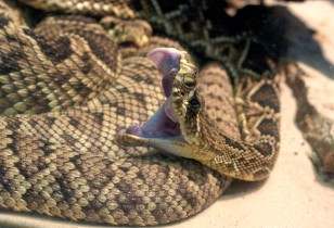 Even snakes yawn. But they do so in order to realign their jaws after swallowing a big meal (Mark Dumont via Creative Commons @ Flickr)