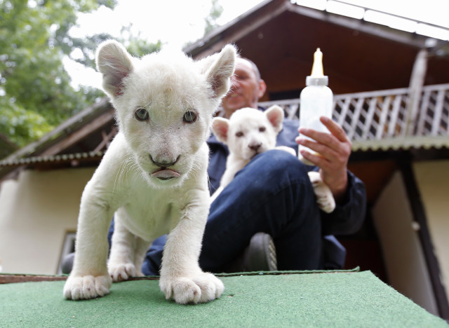 Tibor Toth, owner of a zoo in Abony, Hungary, just east of Budapest, is shown here feeding a couple of cute 7-week-old white lion cubs on May 30, 2014. (Reuters)