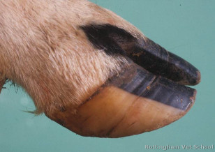 A cow's hoof up close (School of Veterinary Medicine and Science University of Nottingham via Creative Commons)